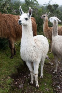 Llamas